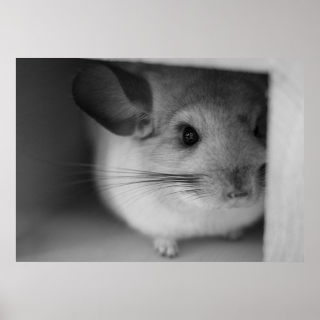 Poster Chinchilla Cute (Frente)