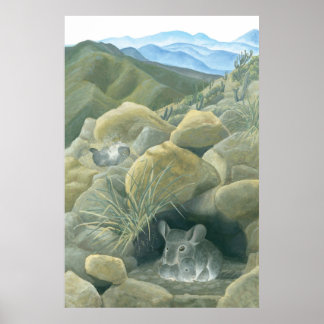 Pôster Chinchillas no Selvagem