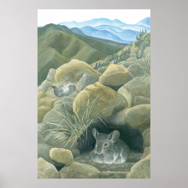 Pôster Chinchillas no Selvagem (Frente)