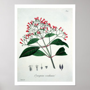Poster Chinchona de "Phytographie Medicale" pelo Ro de