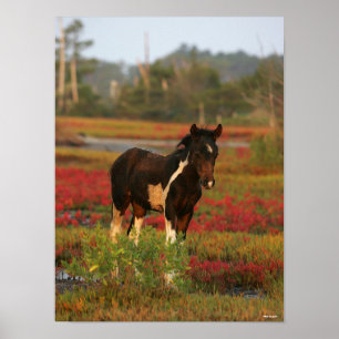 Poster Chincoteague Foal Em Flores Vermelhas