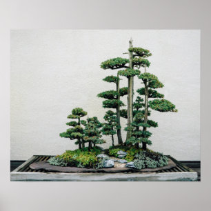 Pôster Chinese Juniper Bonsai Forest
