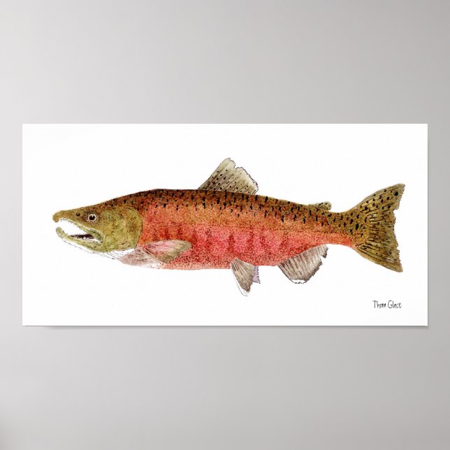 Poster Chinook Salmon em Vestido de Desova (Frente)