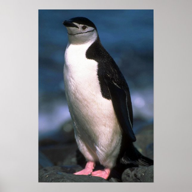 Poster Chinstrap Penguin (Frente)