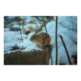Pôster Chipmonk na neve