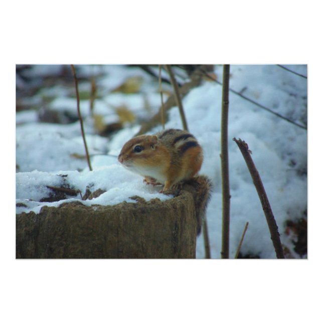 Pôster Chipmonk na neve (Frente)
