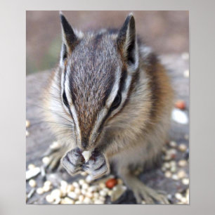 Pôster Chipmunk