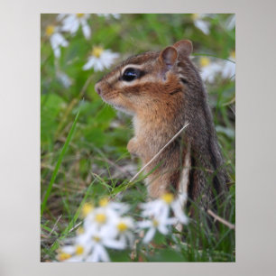 Poster Chipmunk Adorável das flores
