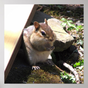 Poster Chipmunk carnudo