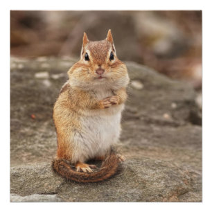 Pôster Chipmunk gordo e macio bonito