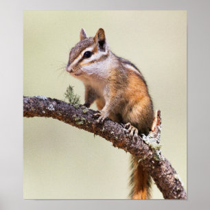 Poster Chipmunk Gota e Chubby