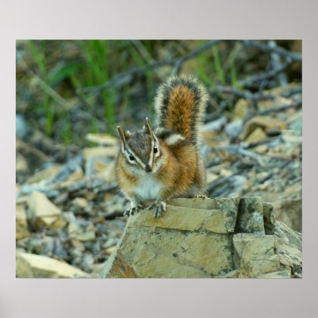 Poster Chipmunk no Parque Nacional Glacier (Frente)
