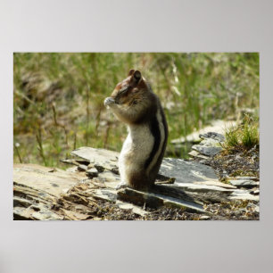 Pôster Chipmunk no Parque Nacional Glacier II