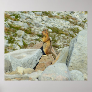 Poster Chipmunk no Parque Nacional Monte Rainier