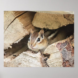 Pôster Chipmunk numa pilha de madeira