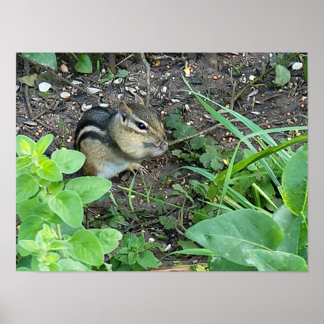 Poster Chipmunk Photo In The Garden Eating Seeds  (Frente)