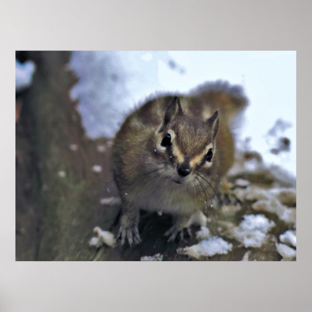 Poster Chipset curioso (Frente)