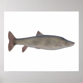 Poster Chirruh Snowtrout