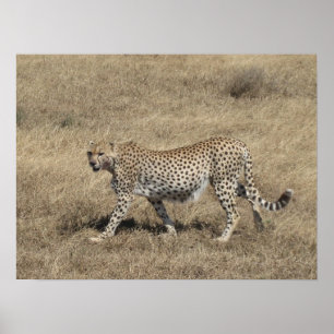 Poster Chita 20x15 "