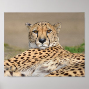 Poster Chita Africana de Aproximação (Acinonyx jubatus)
