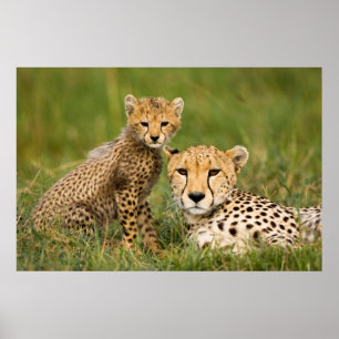 Poster Chita Cub e Pai em Grama