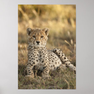 Pôster Chita, jubatus do Acinonyx, filhote que coloca o