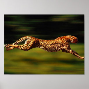 Poster Chita que caça sua rapina