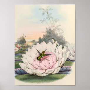 Poster Chlorostilbon Portmanni por John Gould