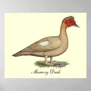 Poster Chocolate Claro Muscovy