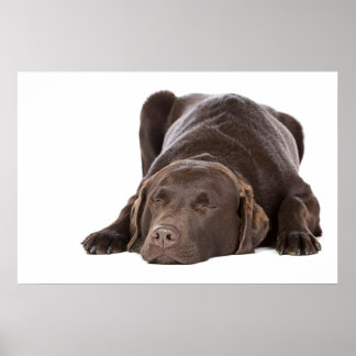 Poster Chocolate Dormindo Labrador