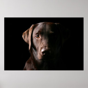 Poster Chocolate impressionante Labrador