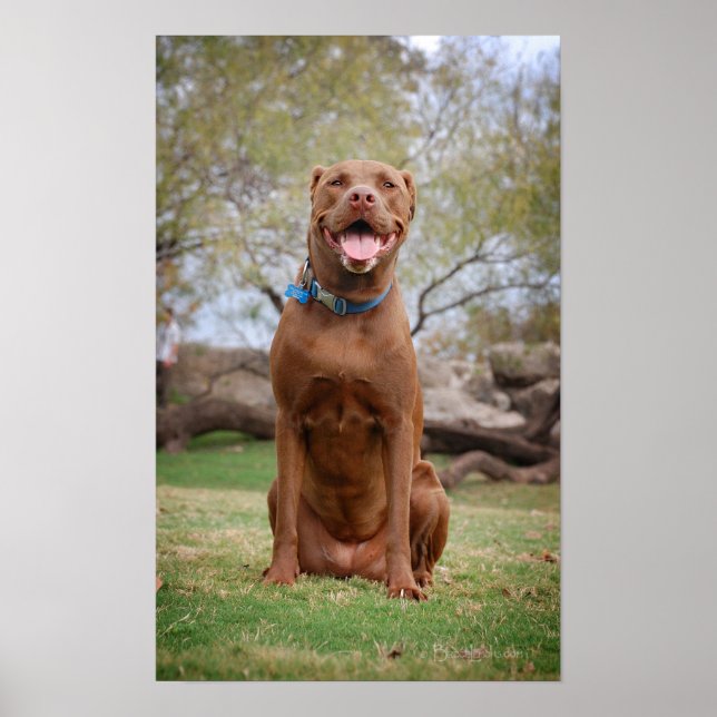 Poster Chocolate Lab Misturar Cachorro Sorrindo 2 (Frente)