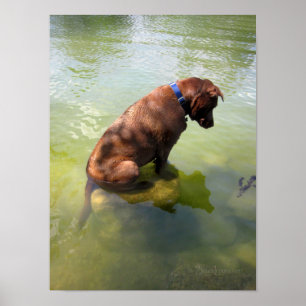 Poster Chocolate Lab Pop Mix Dog Pesca 3