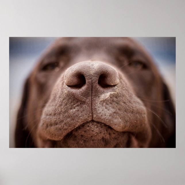 Poster Chocolate Labrador Nose Closeup (Frente)