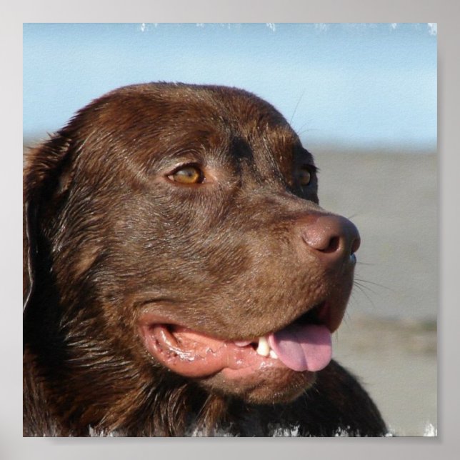 Poster Chocolate Labrador Print (Frente)