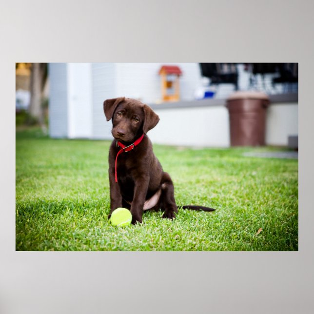 Poster Chocolate Labrador Puppy Com Bola De Tênis (Frente)