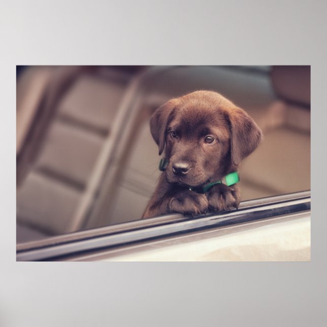 Poster Chocolate Labrador Puppy No Carro (Frente)