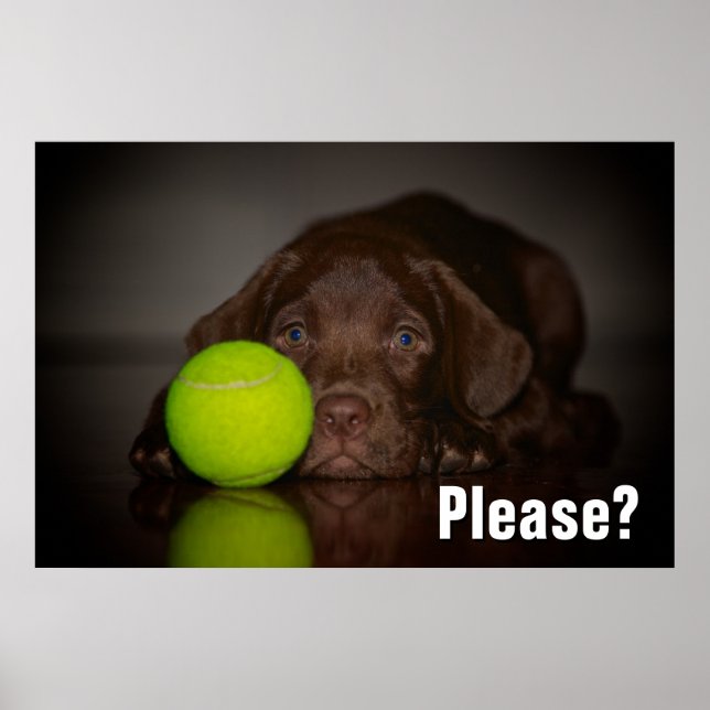 Poster Chocolate Labrador Puppy With Tennis Ball (Frente)