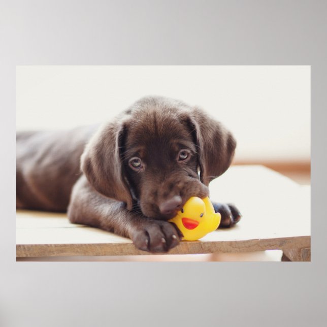 Poster Chocolate Labrador Puppy With Toy Duck (Frente)
