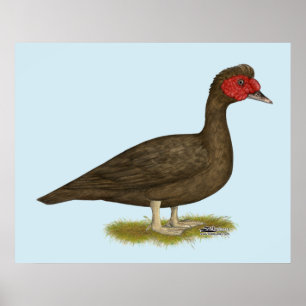 Pôster Chocolate Muscovy Drake