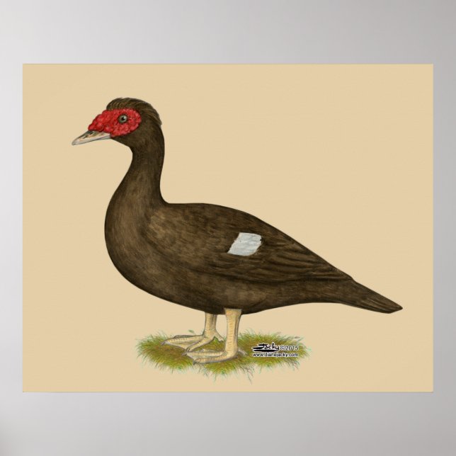 Poster Chocolate Muscovy Duck (Frente)