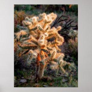 Pôster Cholla brilhante