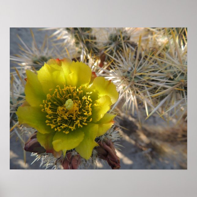 Pôster Cholla Cactus Flower (Frente)