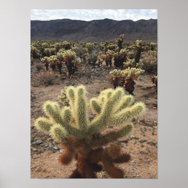 Poster Cholla Cactus Joshua Tree Park Foto (Frente)