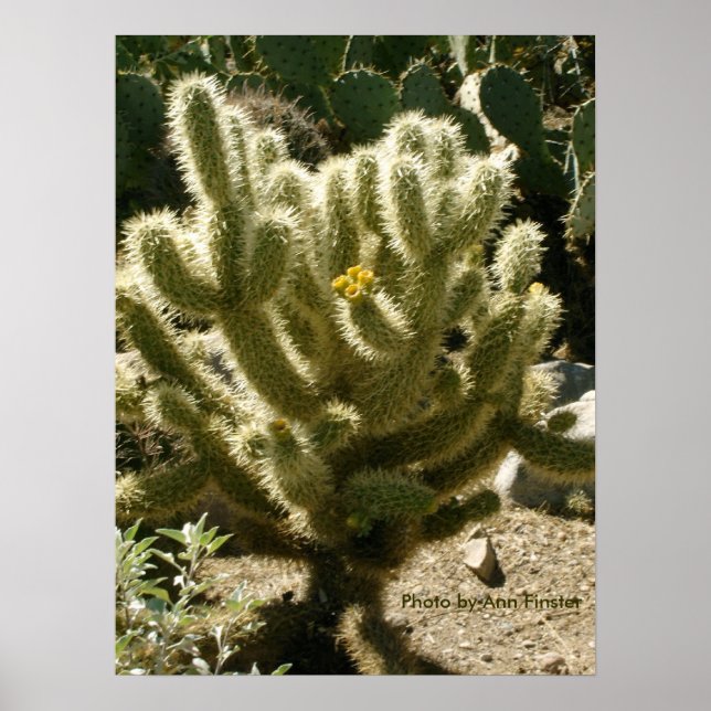 Pôster Cholla In Bloom (Frente)