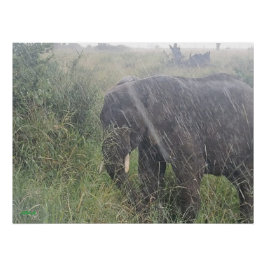 Pôster Chove na África