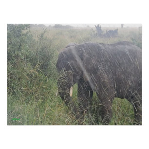 Pôster Chove na África