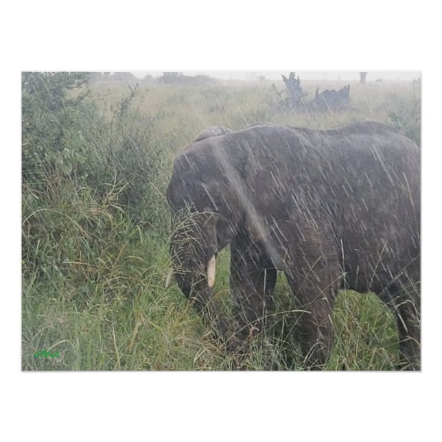 Pôster Chove na África (Frente)