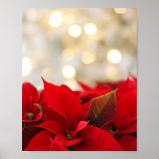 Poster Christmas Poinsettia