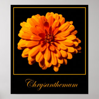 Poster Chrysanthemum